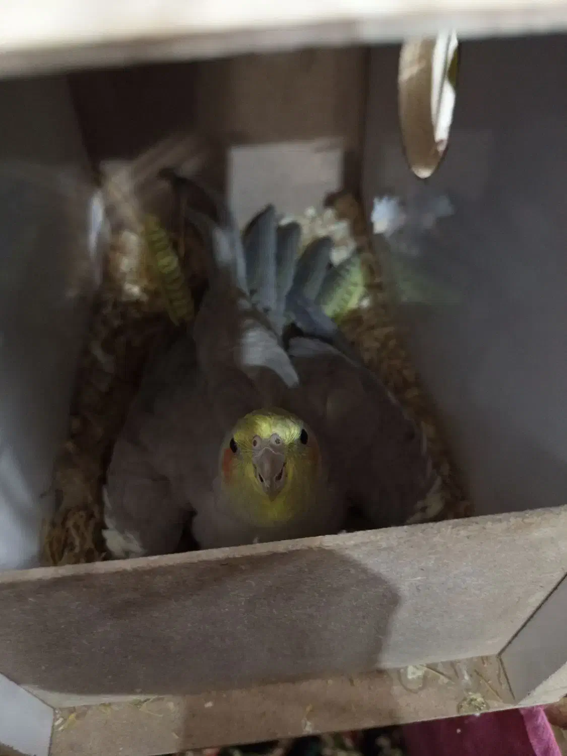 عروس هلندی ماده|پرنده|کرمان, |دیوار