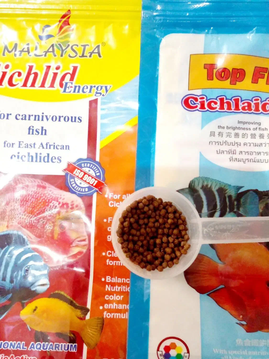 غذای ماهی رو آبی ماهی اسکار گلدفیش کوی و|ماهی|قزوین, |دیوار