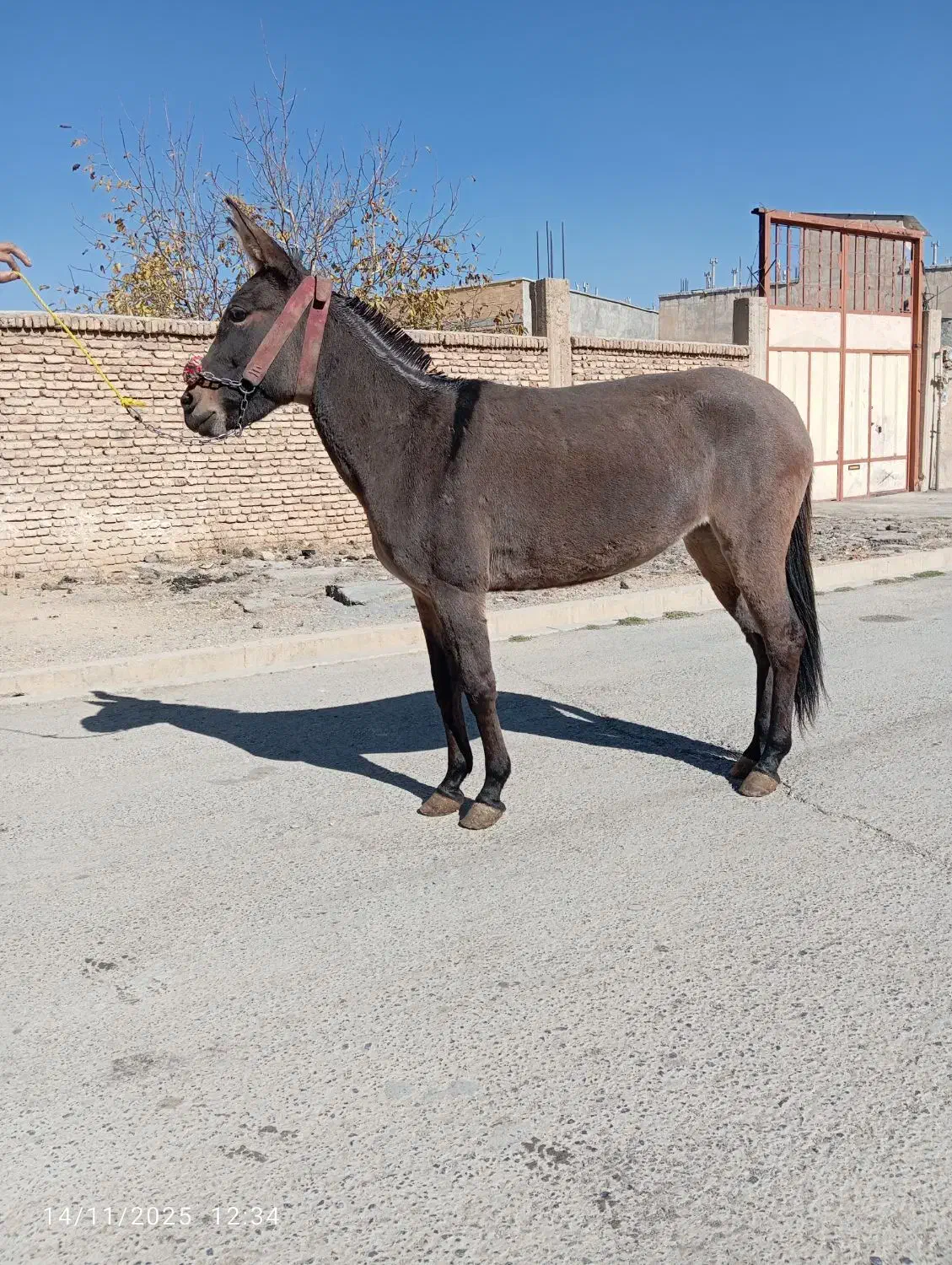 فروش ۸عدد قاطر|حیوانات مزرعه|لاران, |دیوار