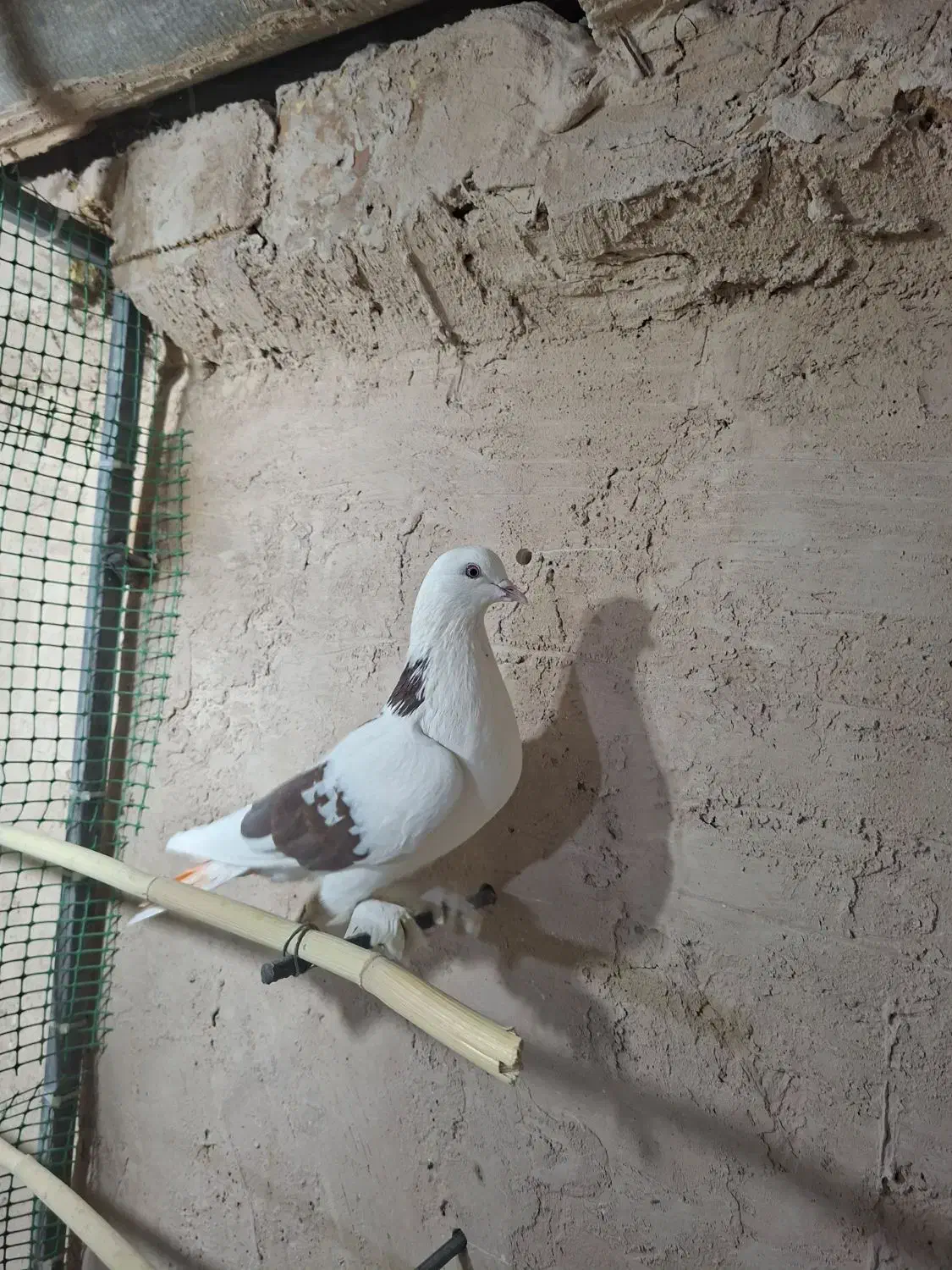 کفتر|پرنده|کهک, |دیوار