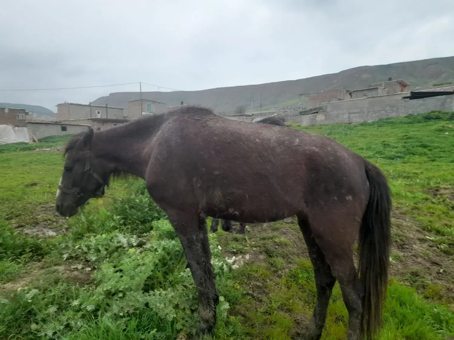 اسب|اسب و تجهیزات اسب‌سواری|گرمی, |دیوار