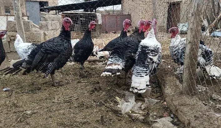 فروش بوقلمون برنز|پرنده|خنداب, |دیوار