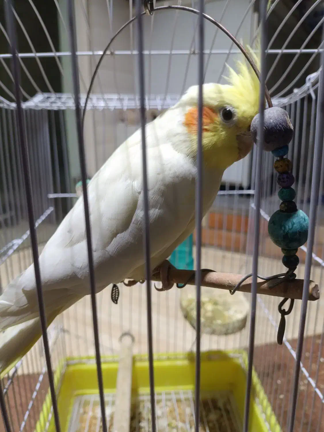 عروس هلندی ماده|پرنده|مراغه, |دیوار