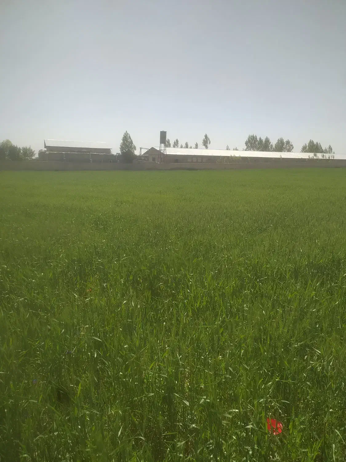 زمین فروشی ۶۰۰۰ متری|فروش زمین و ملک کلنگی|اردبیل, |دیوار