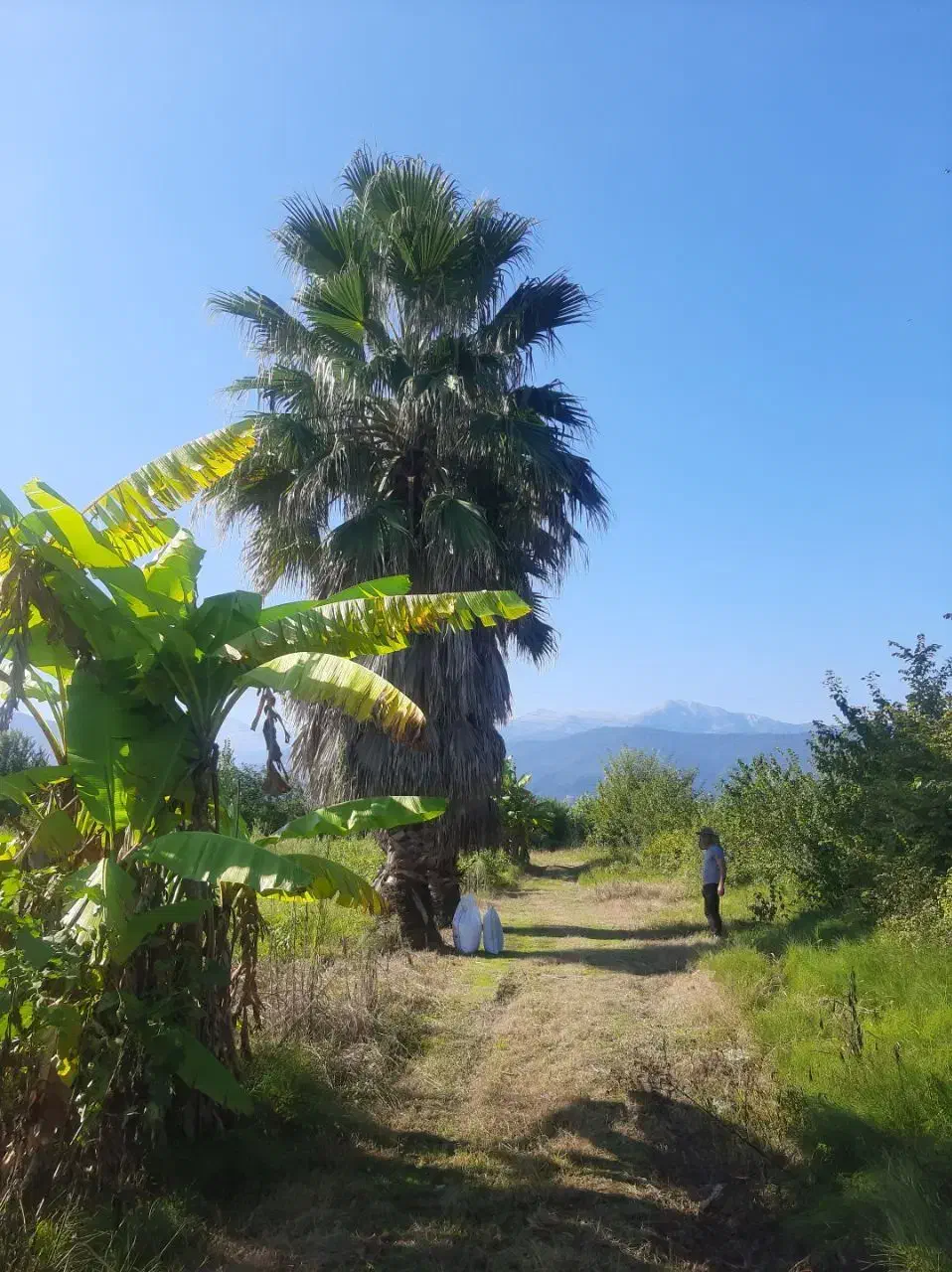 فروش پالم واشنگتنی ۱۲ ساله کم نظیر و با کیفیت|گل و گیاه طبیعی|نشتارود, |دیوار