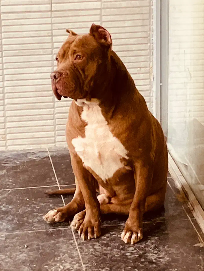 واگذاری پیتبول گارد|سگ|اصفهان, سپاهان‌شهر|دیوار