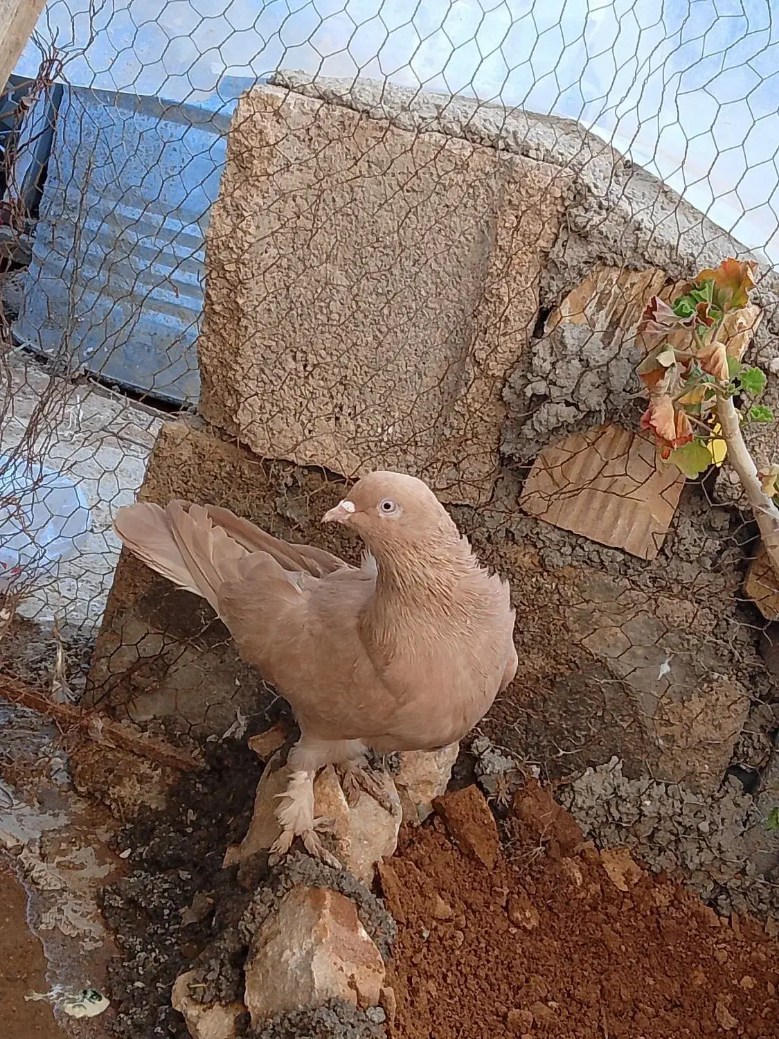 کبوتر|پرنده|شیراز, شهرک قمشه|دیوار