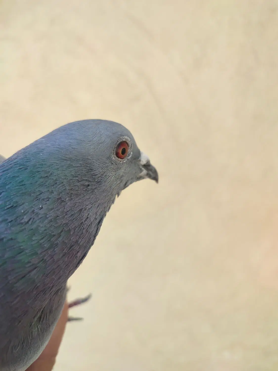 کبوتر|پرنده|اصفهان, ارغوانیه|دیوار