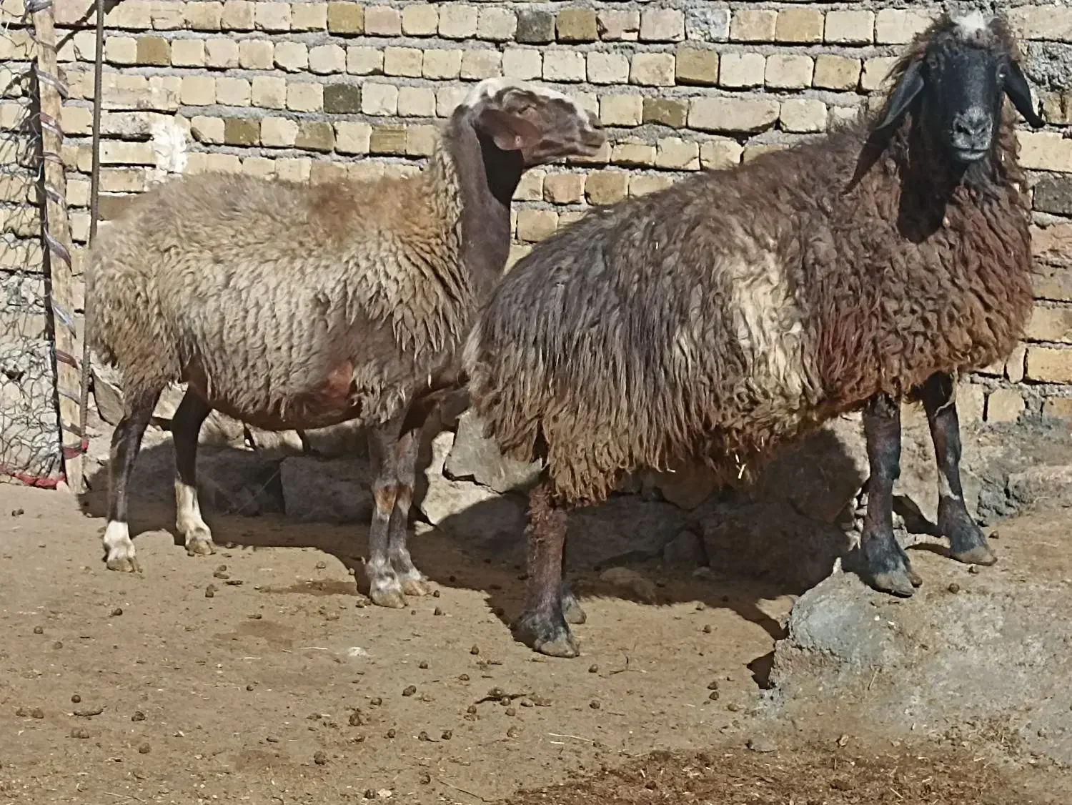 ۲ میش گوسفند بز بره|حیوانات مزرعه|بروجرد, |دیوار