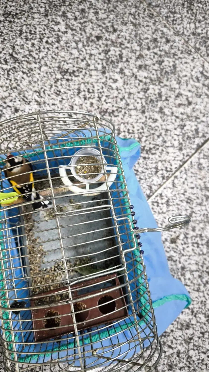 سهره یک ماه قفس نرو یک سهره قناری نر|پرنده|کنگاور, |دیوار