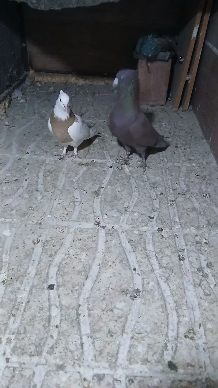 کفتر طوقی زرد گلی|پرنده|کرمان, |دیوار