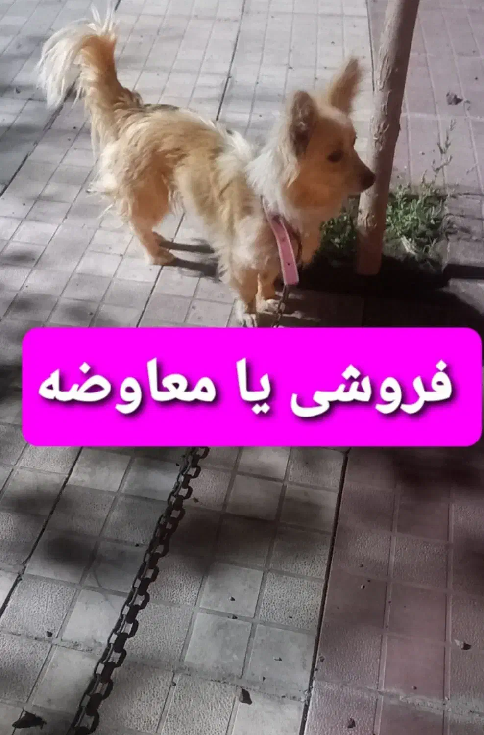 فروشی یا معامله|سگ|رفسنجان, |دیوار