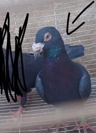 زاغ آلمانی نر هوایی قور قوری|پرنده|تربتحیدریه, مظفریه|دیوار