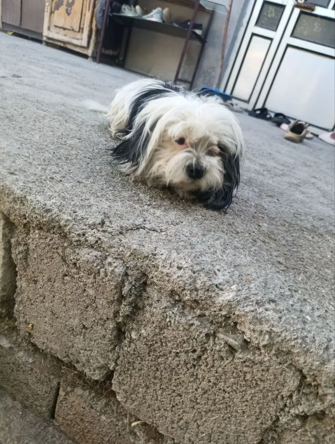 سگ شیتزو|سگ|بیستون, |دیوار