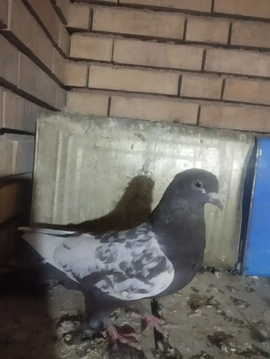 کبوتر سینه قهوای ماده|پرنده|زرقان, |دیوار