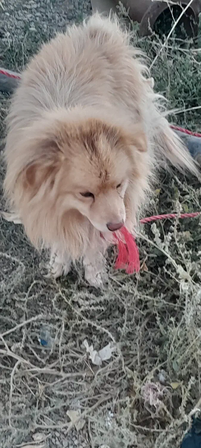 سگ اپارتمان|سگ|زنجان, |دیوار