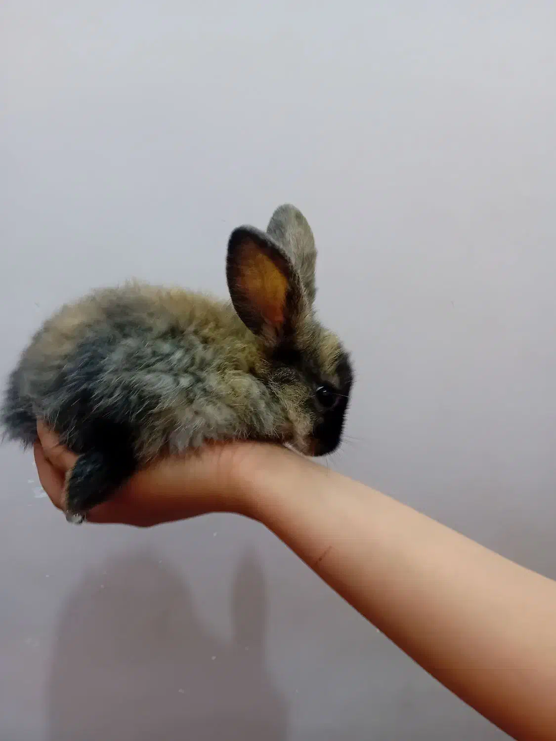 انواع خرگوش لوپ|موش و خرگوش|اراک, |دیوار