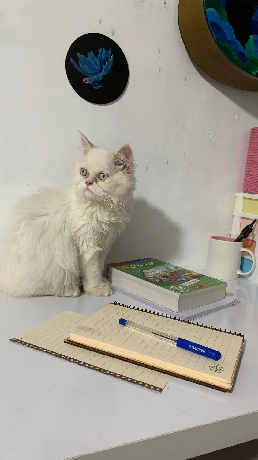 واگذاری گربه|گربه|سنندج, |دیوار