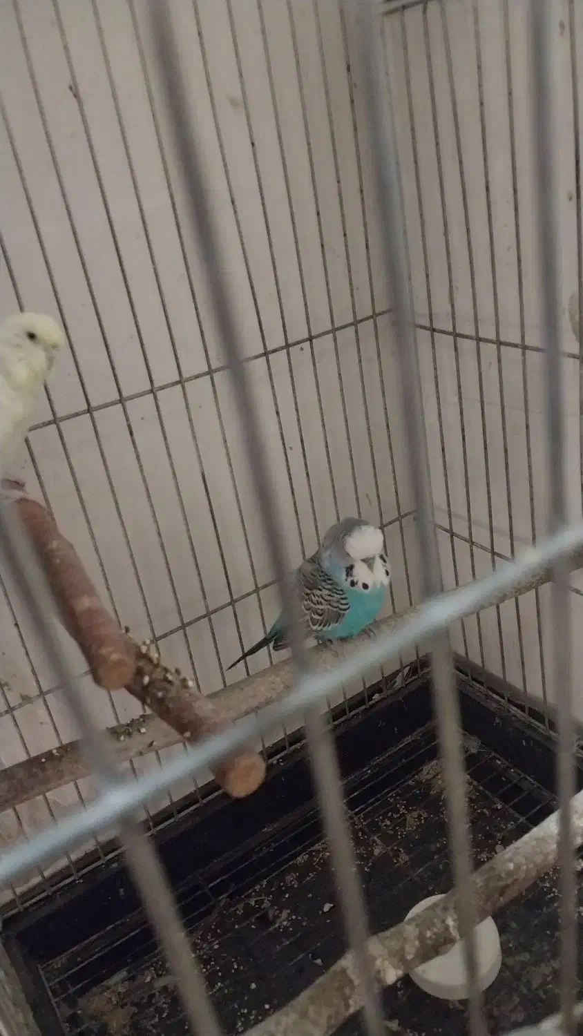 مرغ عشق انگلیسی|پرنده|فردیس, ثابتی|دیوار