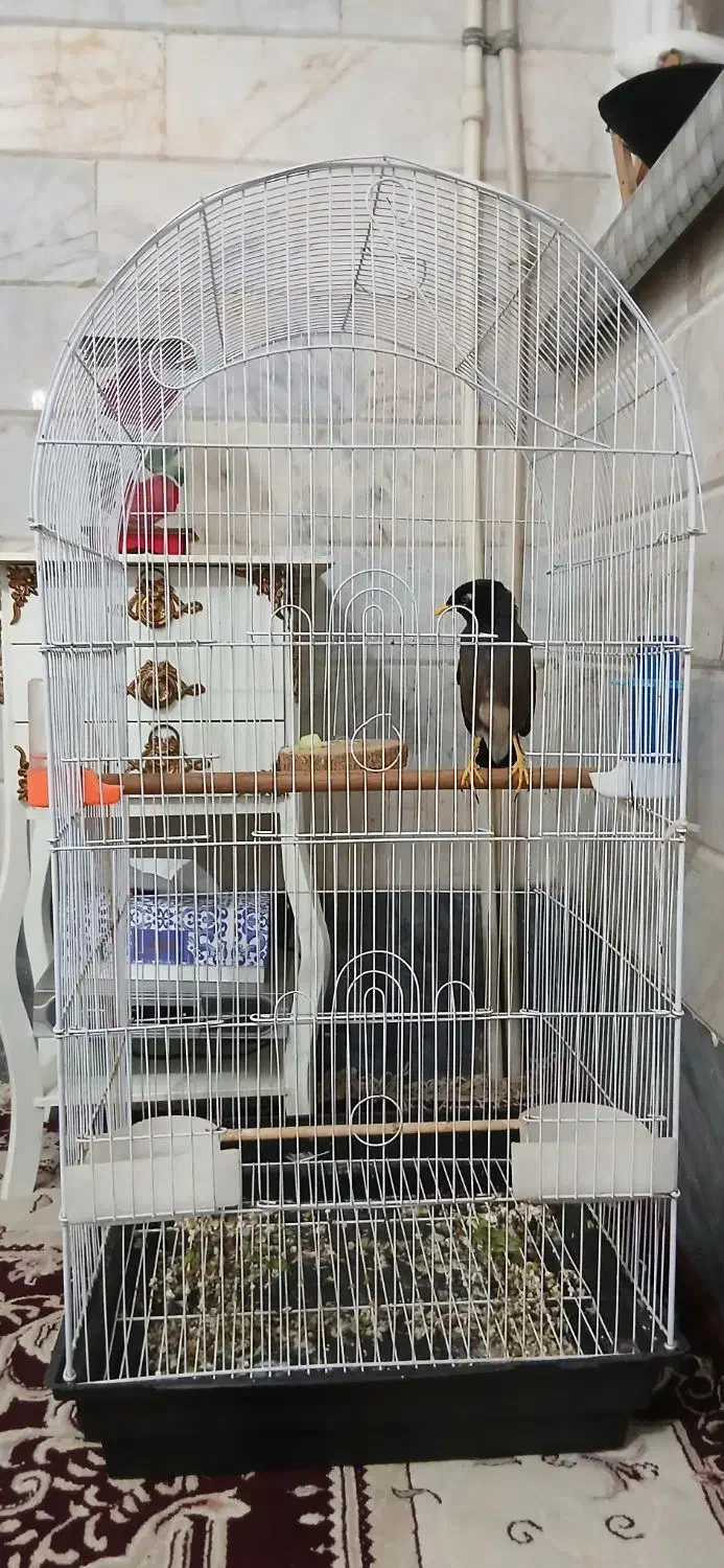 مینا با قفس|پرنده|قم, شهرک امام حسین|دیوار