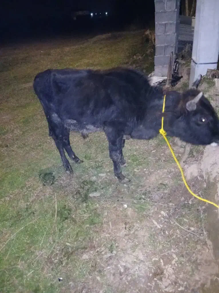 گاو نر دورک|حیوانات مزرعه|سیاهکل, |دیوار