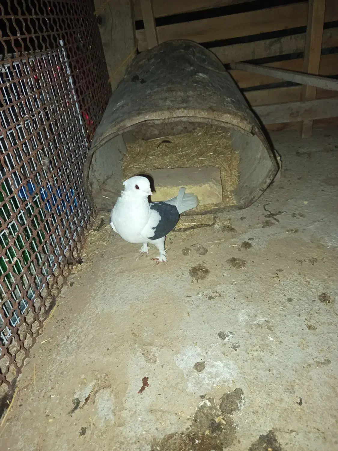 کفتر|پرنده|میبد, |دیوار