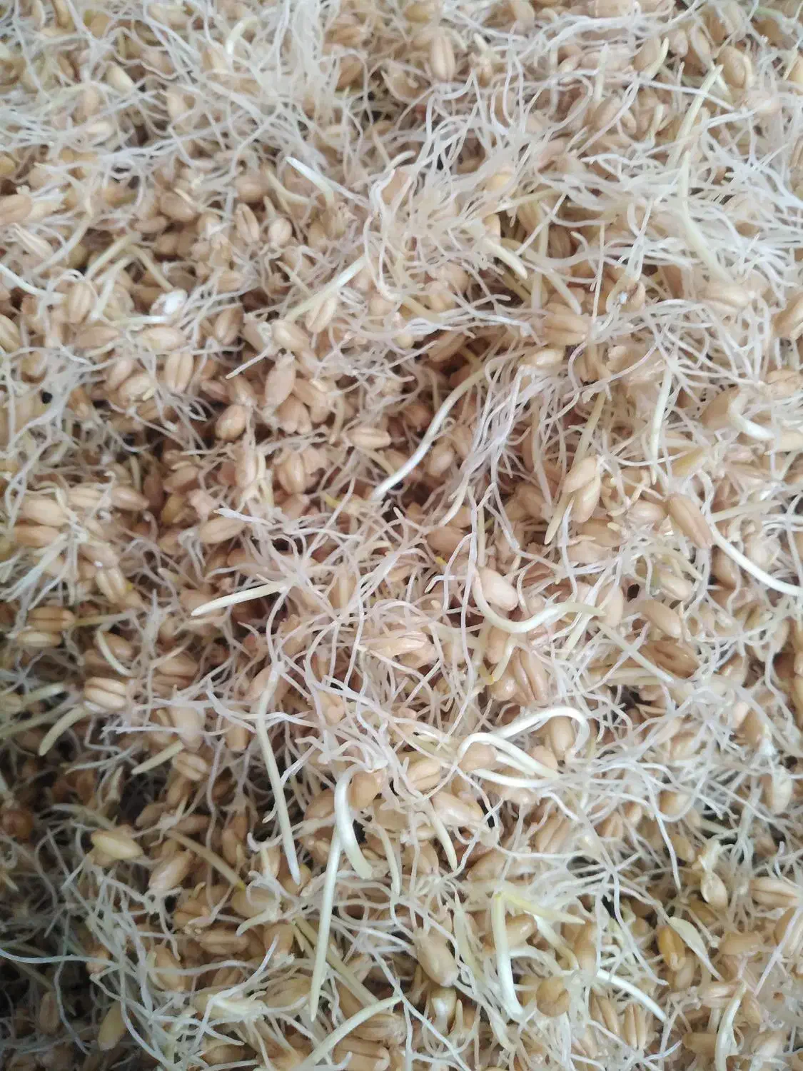 جوانه گندم(سین)|خوردنی و آشامیدنی|ارسنجان, |دیوار