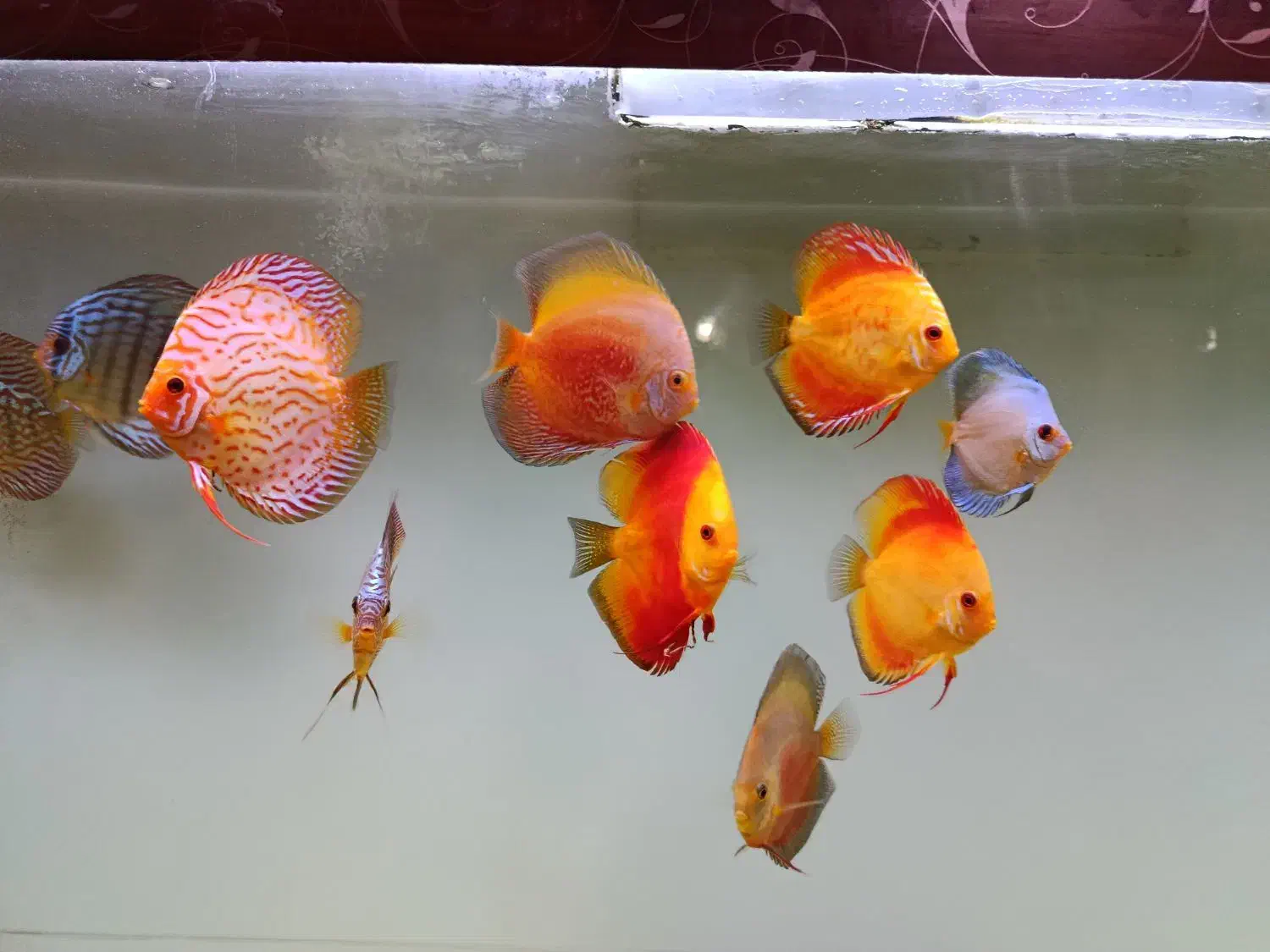 ماهی دیسکس با اکواریوم بزرگ همراه وسایل|ماهی|کرمان, |دیوار