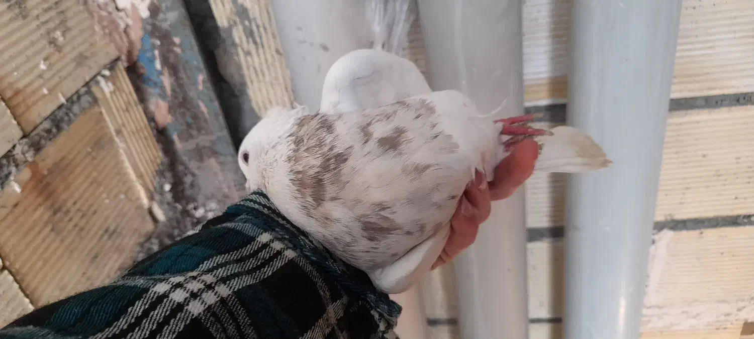 کبوتر طوق مولد|پرنده|مریوان, |دیوار