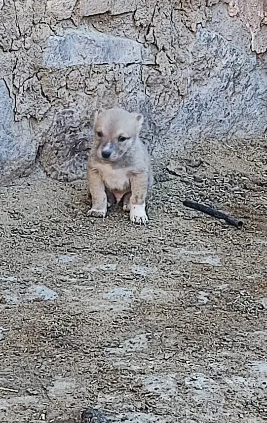 حیوانات|سگ|جلگه رخ, |دیوار