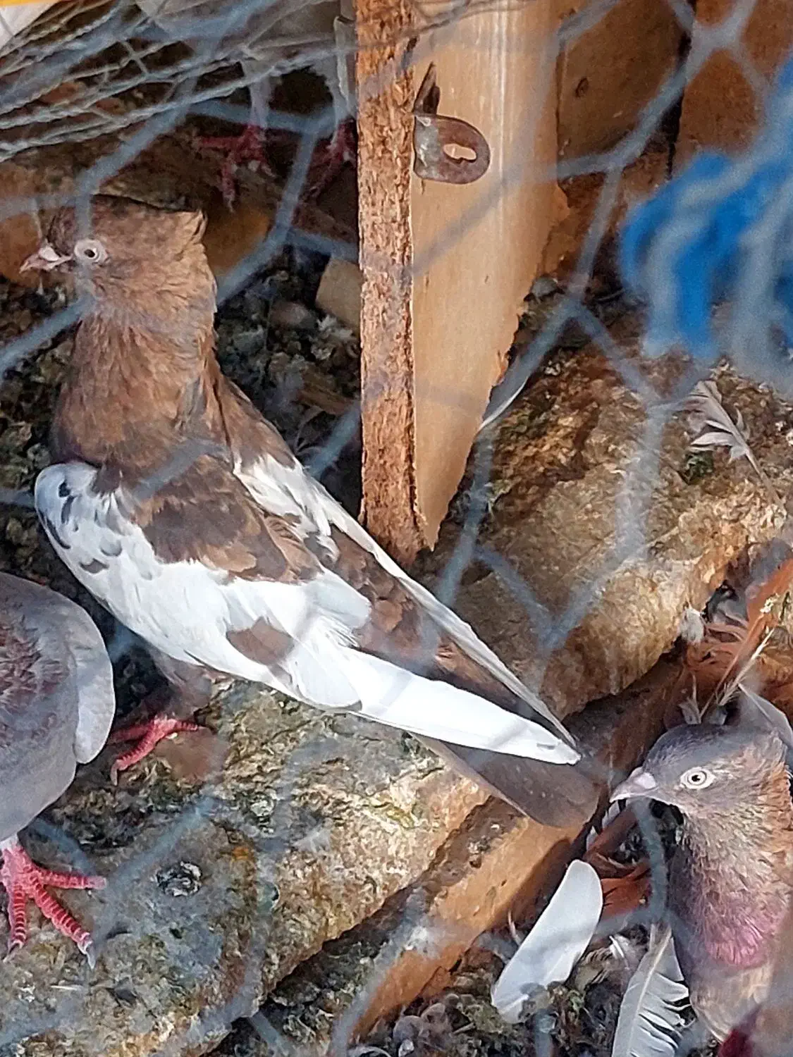 سه تا سینه ای ماده|پرنده|شیراز, مسلم|دیوار