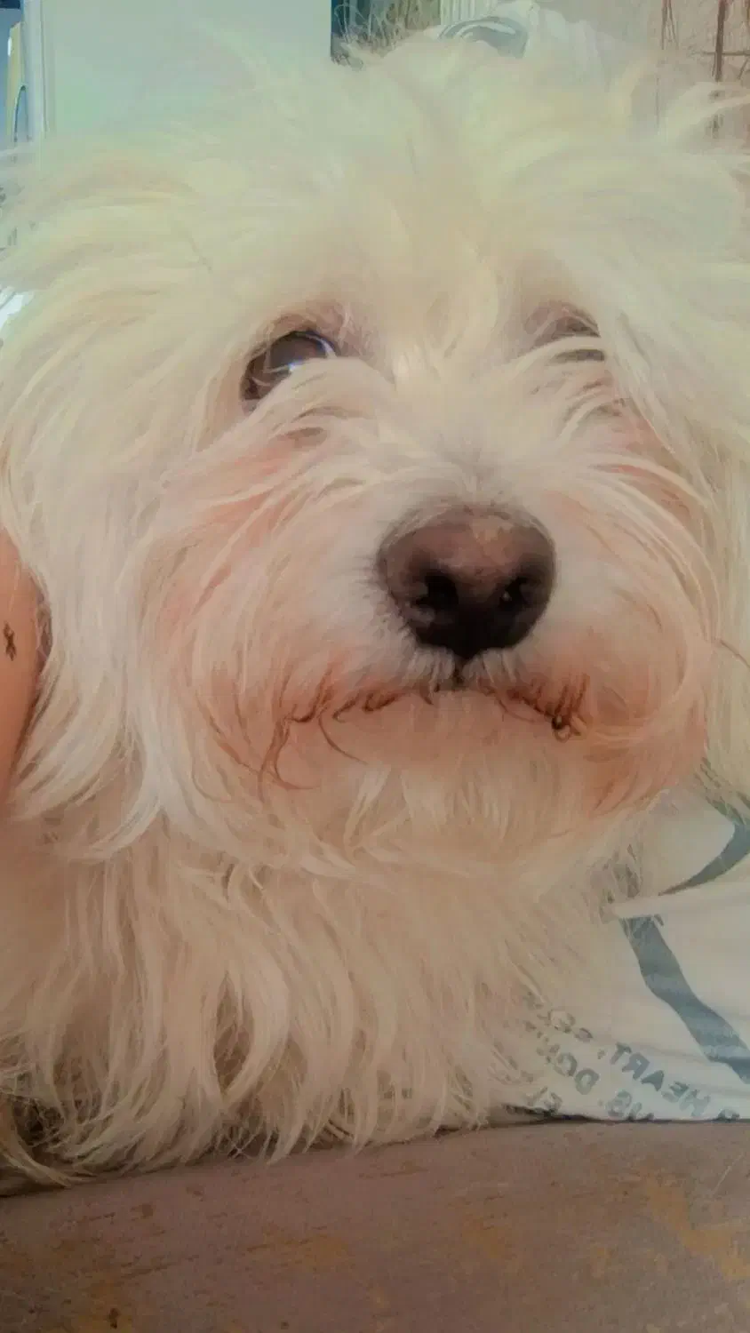 سگ نژاد شیتزو|سگ|مشهد, چاهشک|دیوار