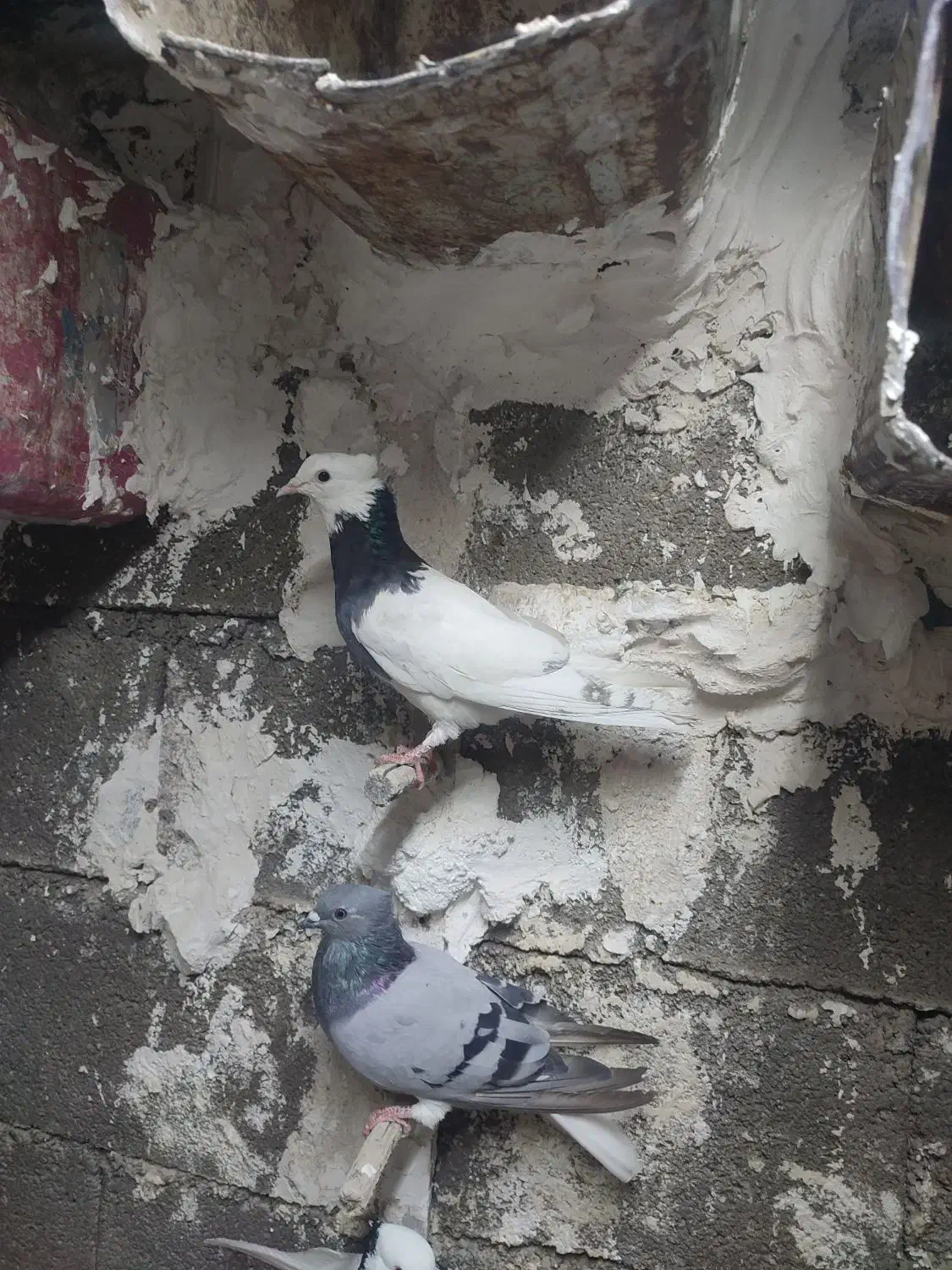 کبوتر طوقی دونه ای600|پرنده|بندر گناوه, |دیوار