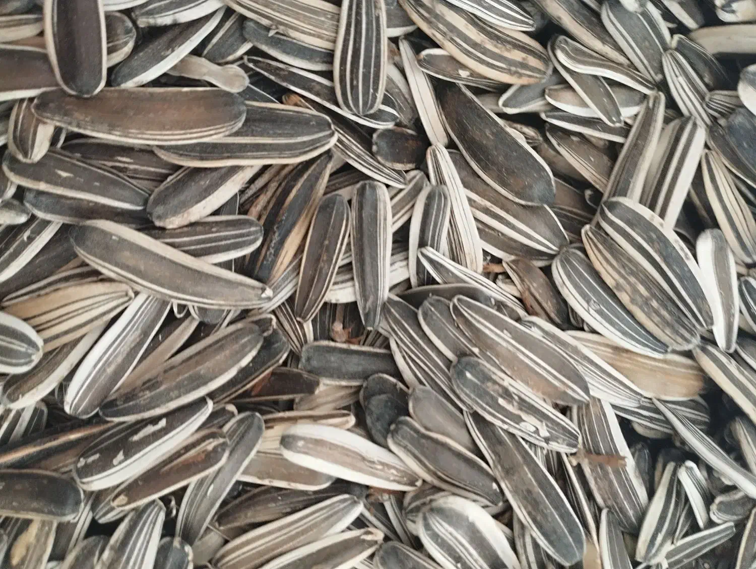 تخمه سنقری|خوردنی و آشامیدنی|روانسر, |دیوار