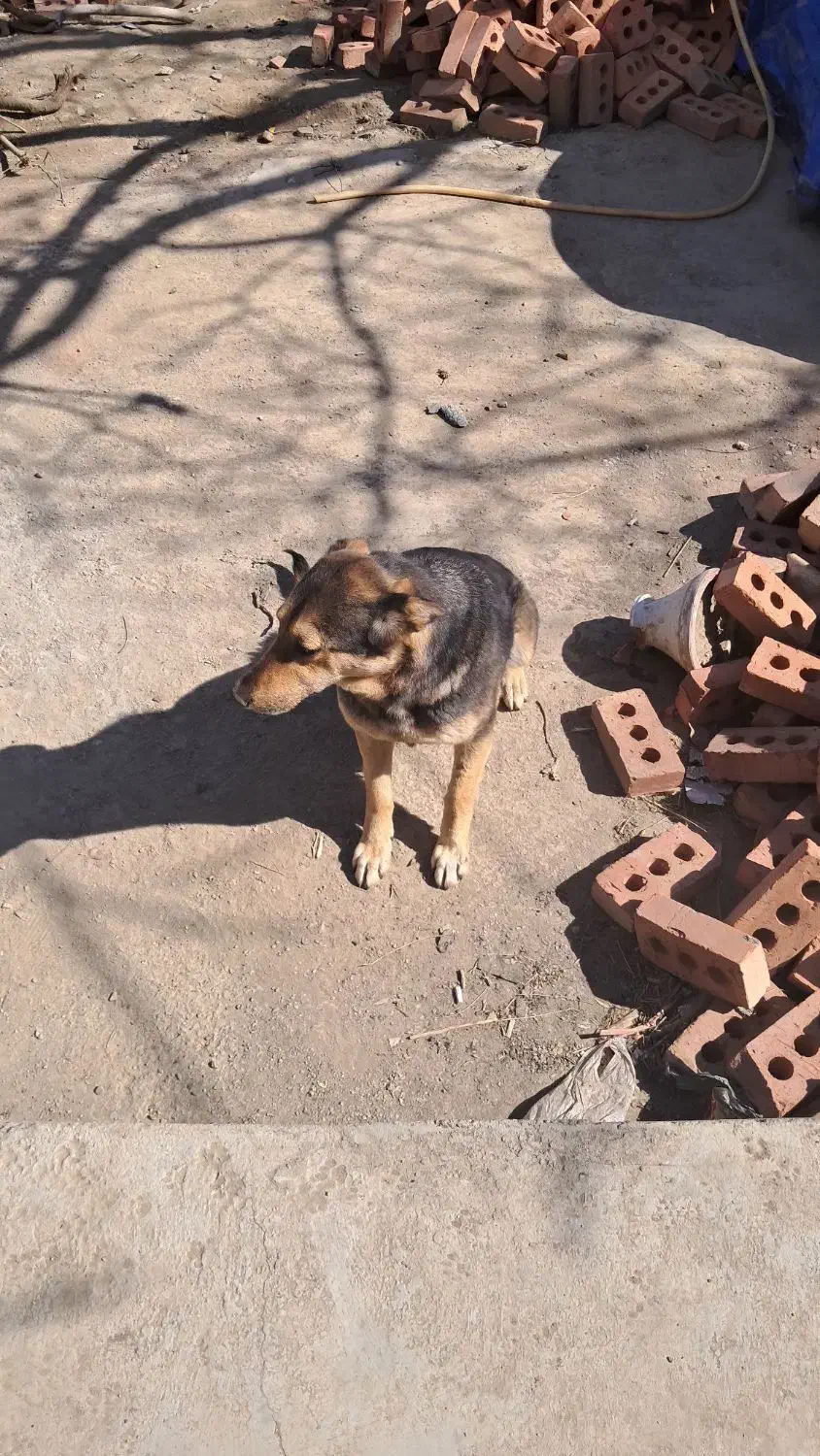 واگذاری|سگ|محمدیار, |دیوار