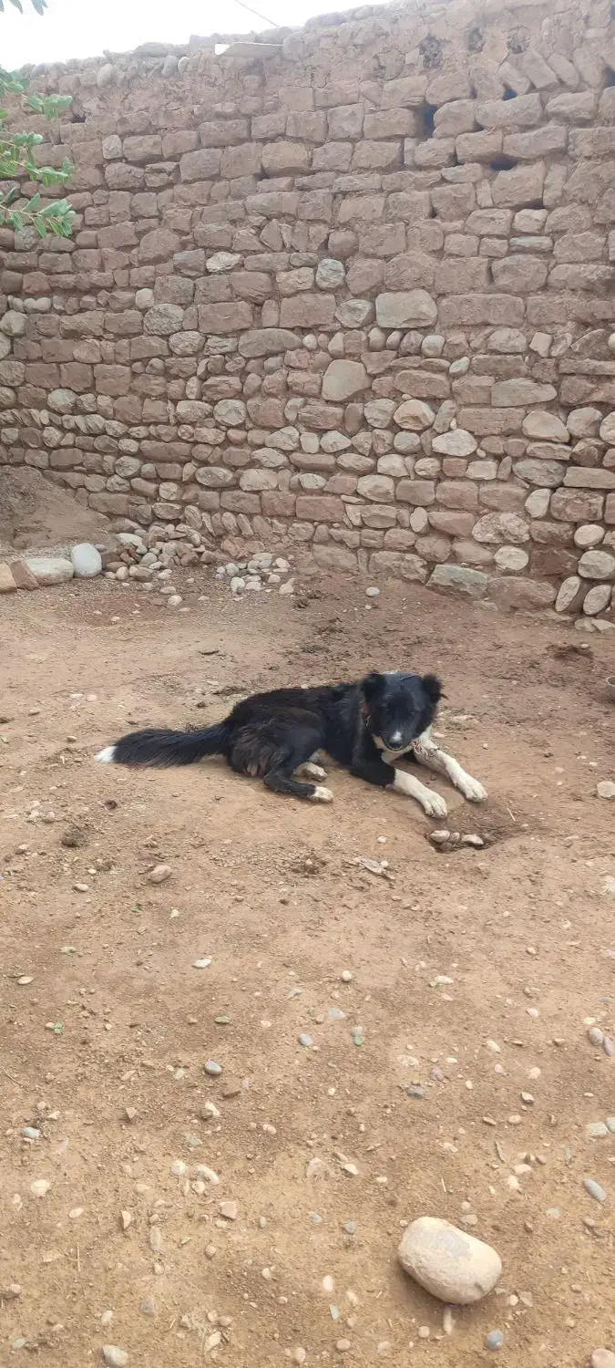 قدر جونی|سگ|دزفول, |دیوار