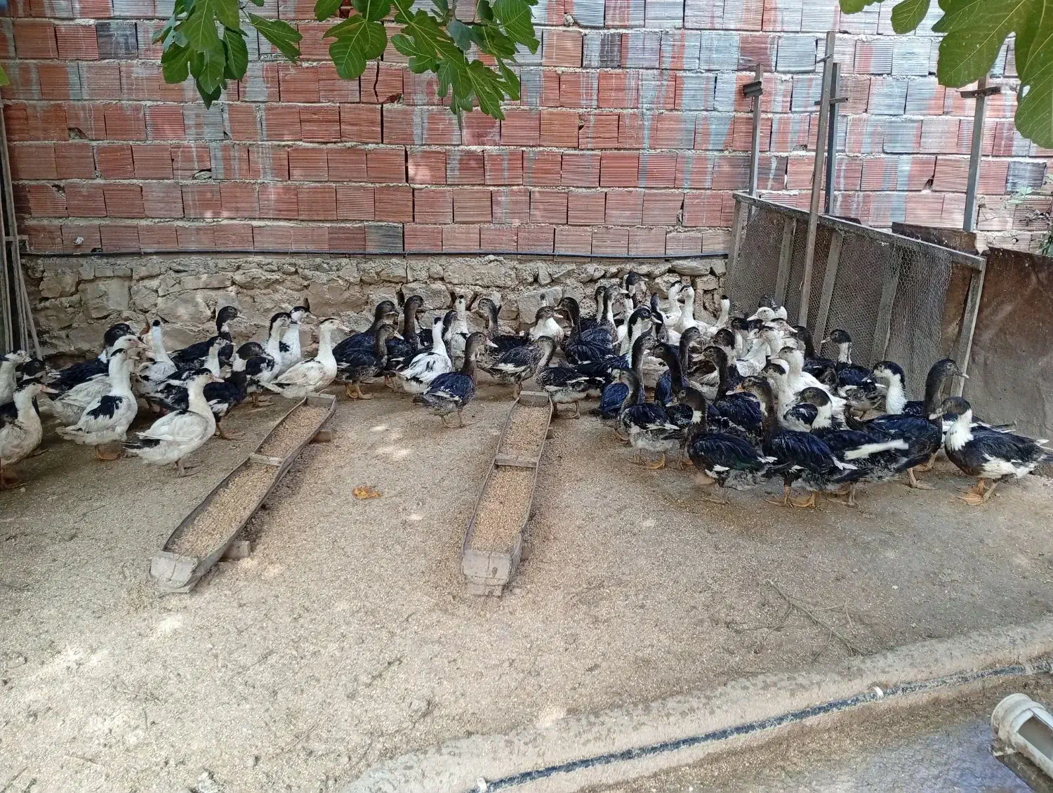 اردک دورگه مسکویی-پکنی|حیوانات مزرعه|خلیل شهر, |دیوار