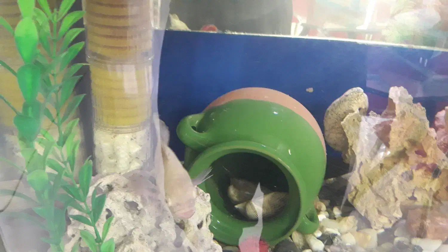 آکواریوم با ماهی|ماهی|مریوان, |دیوار