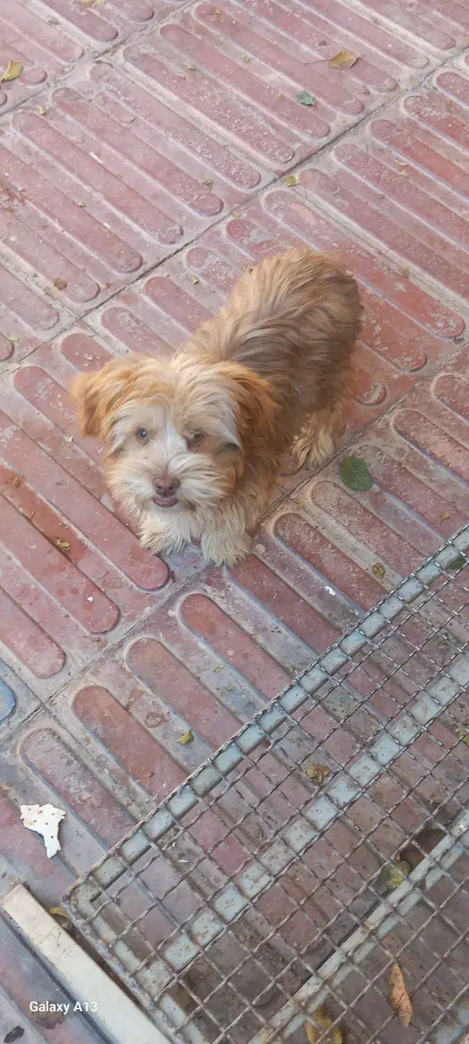 شیتزو|سگ|ابهر, |دیوار