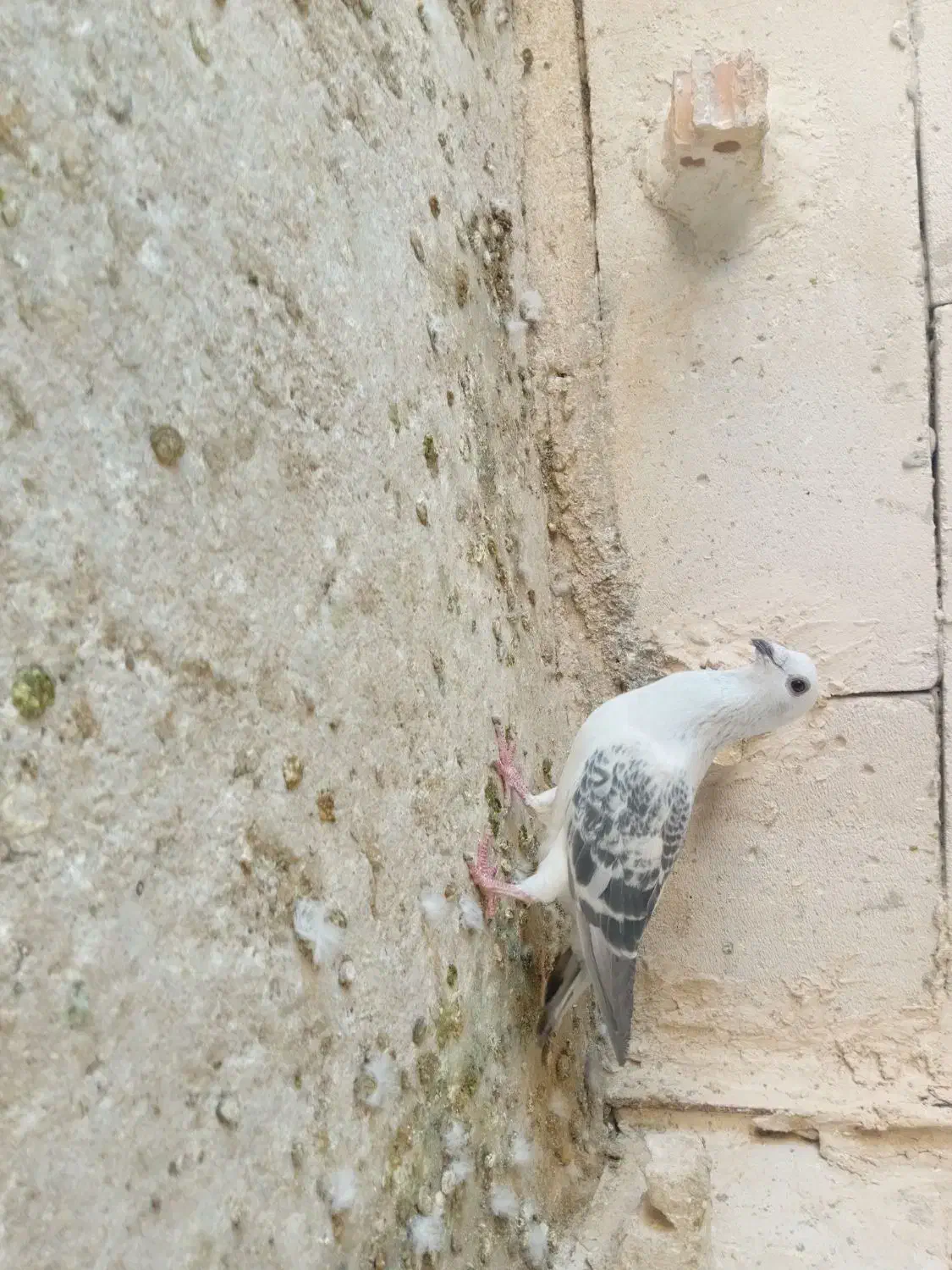 شامی عطیغه|پرنده|مشهد, محمدآباد|دیوار