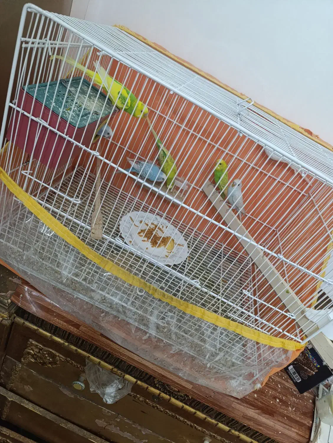 پرنده رنگ خاص مفت|پرنده|سبزوار, غرب نیروگاه|دیوار