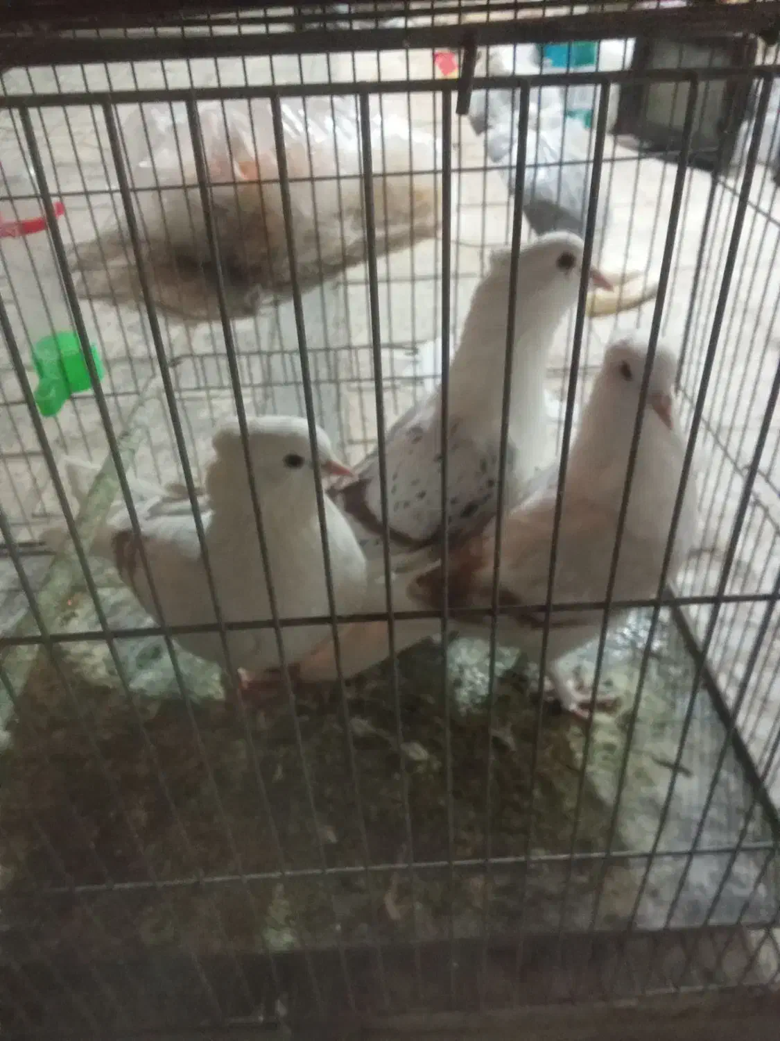 کبوتر روکتی|پرنده|خمینی‌شهر, |دیوار