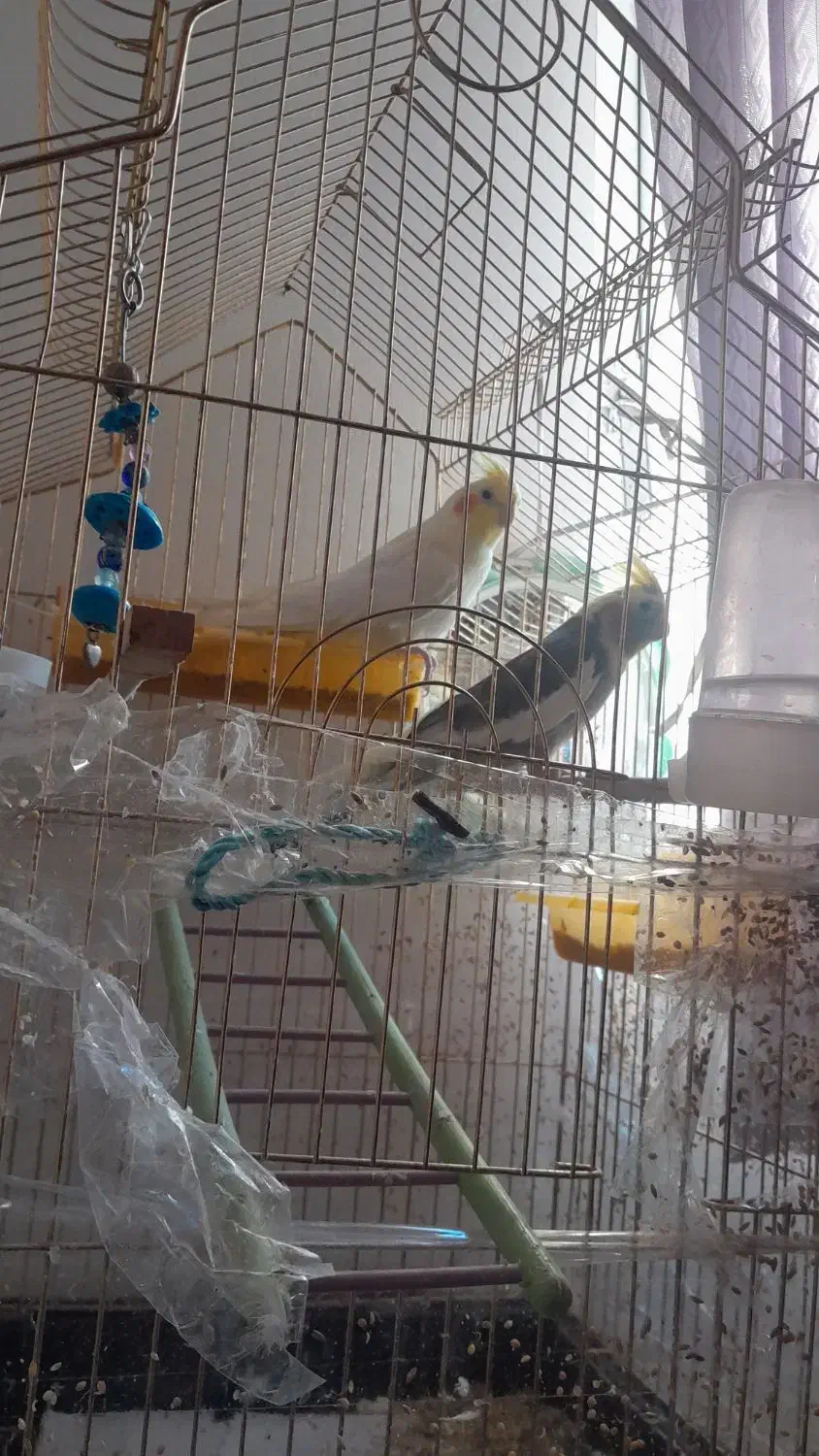 دو عدو عروس نروماده|پرنده|تبریز, |دیوار