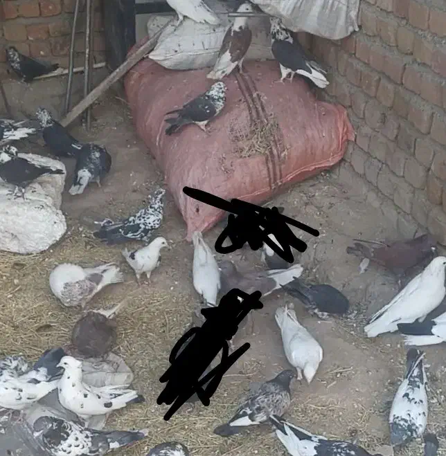 کبوتر بگرد|پرنده|نورآباد, |دیوار