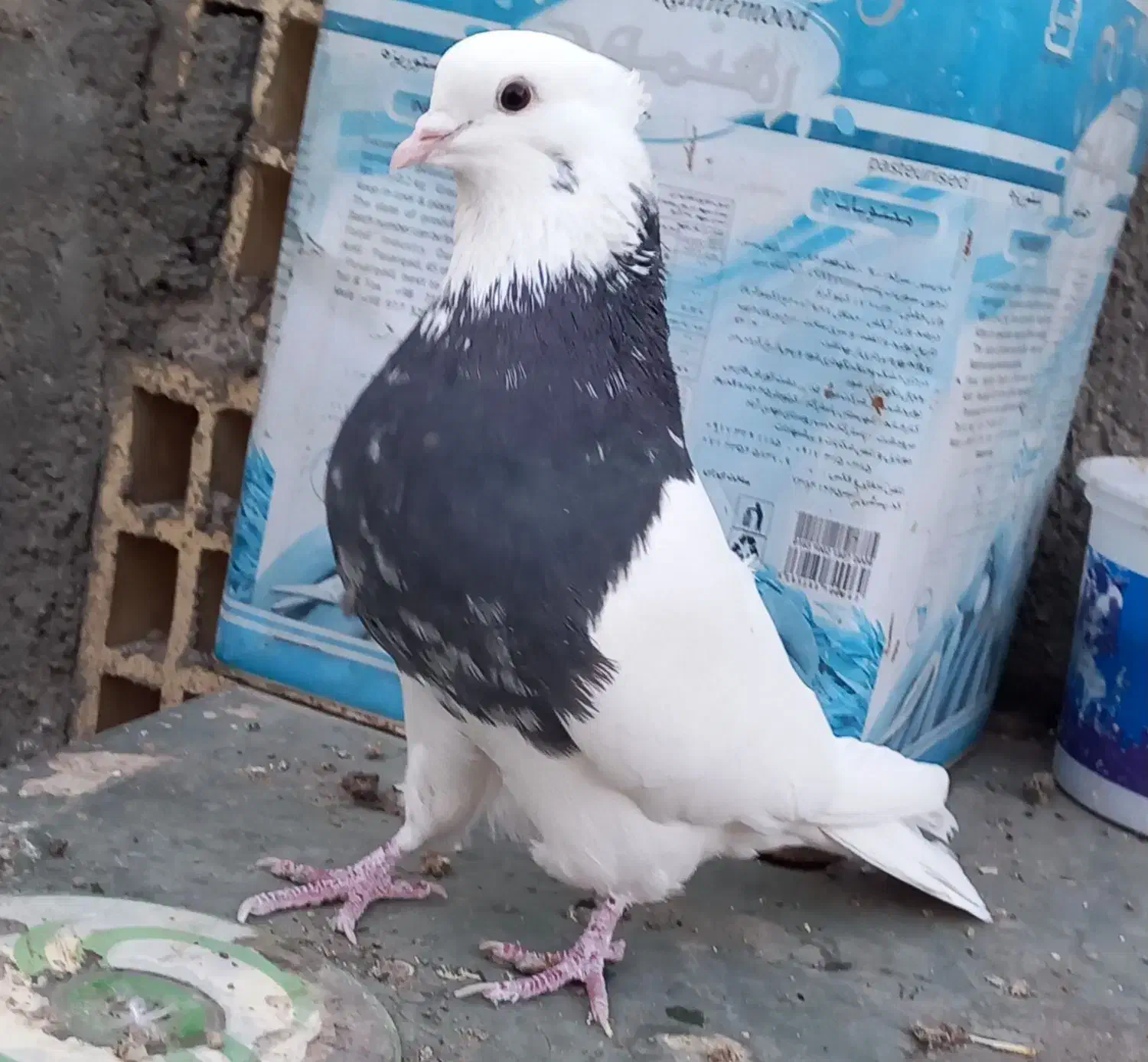 کبوترطوقی|پرنده|حبیب آباد, |دیوار