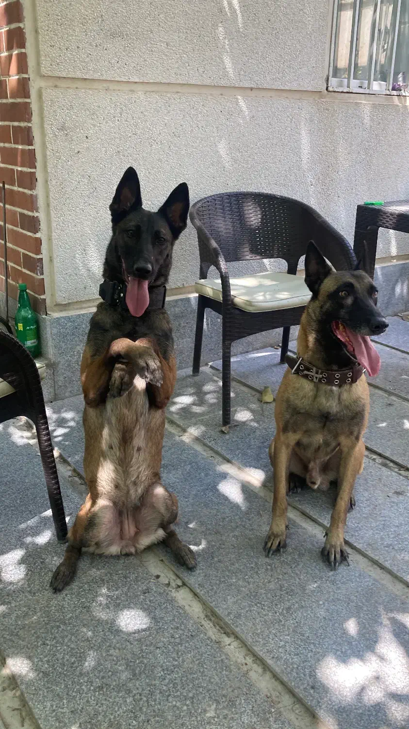 بلژین ملینوا|سگ|گرگان, |دیوار