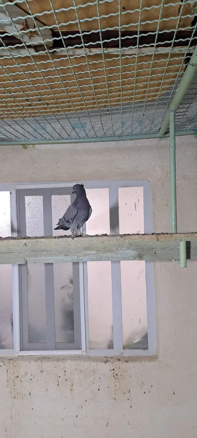 نر بالغ ضمانتی|پرنده|اردکان, |دیوار