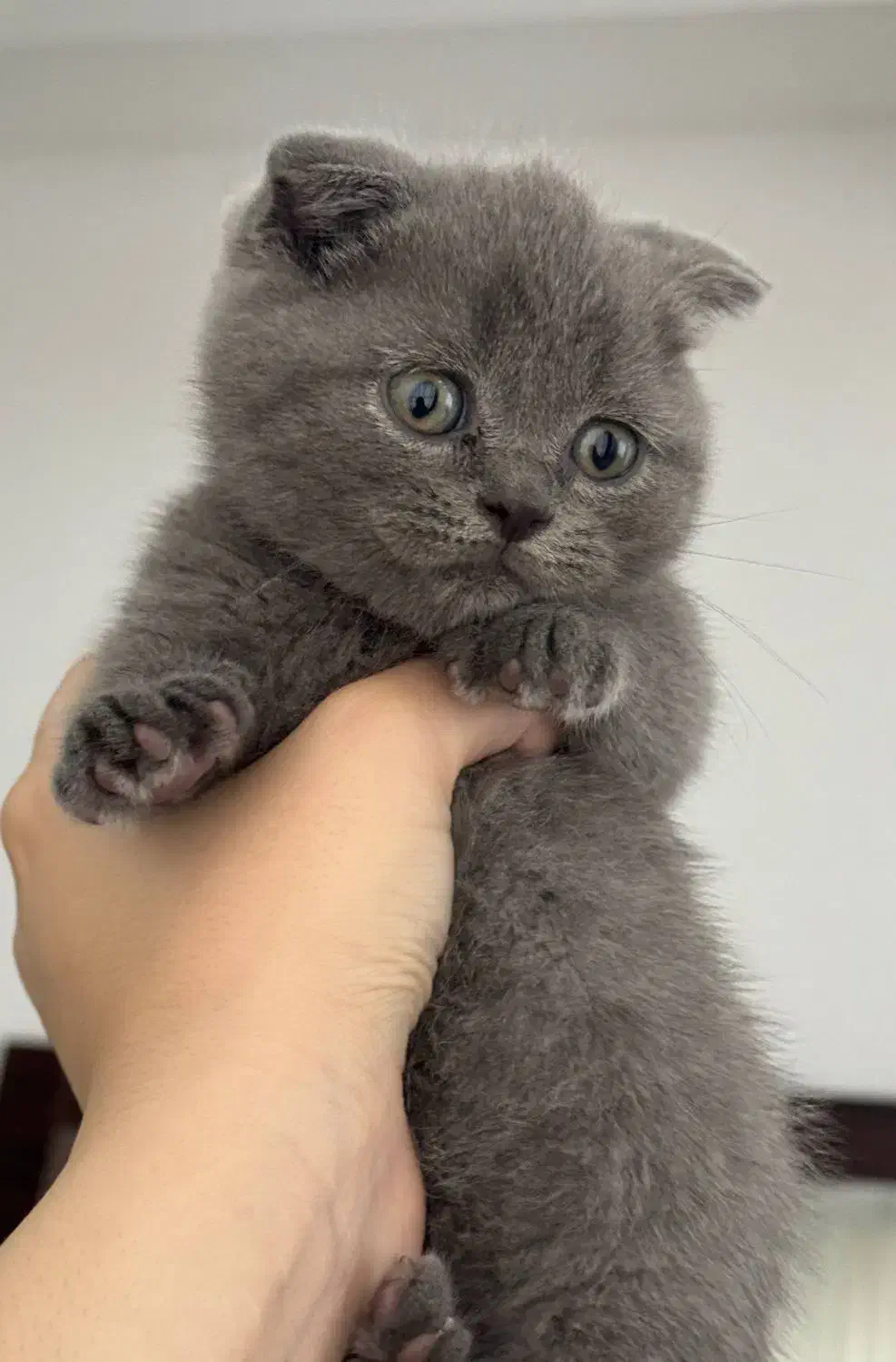 گربه اسکاتیش فولد|گربه|صومعه‌سرا, |دیوار