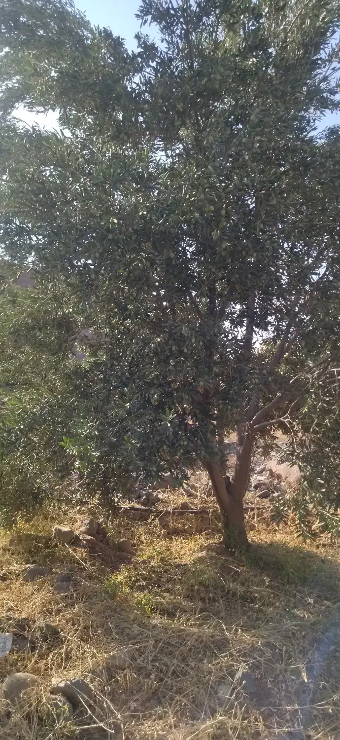 کارگر ساده برای باغ زیتون|استخدام سرایداری و نظافت|گیلوان, |دیوار