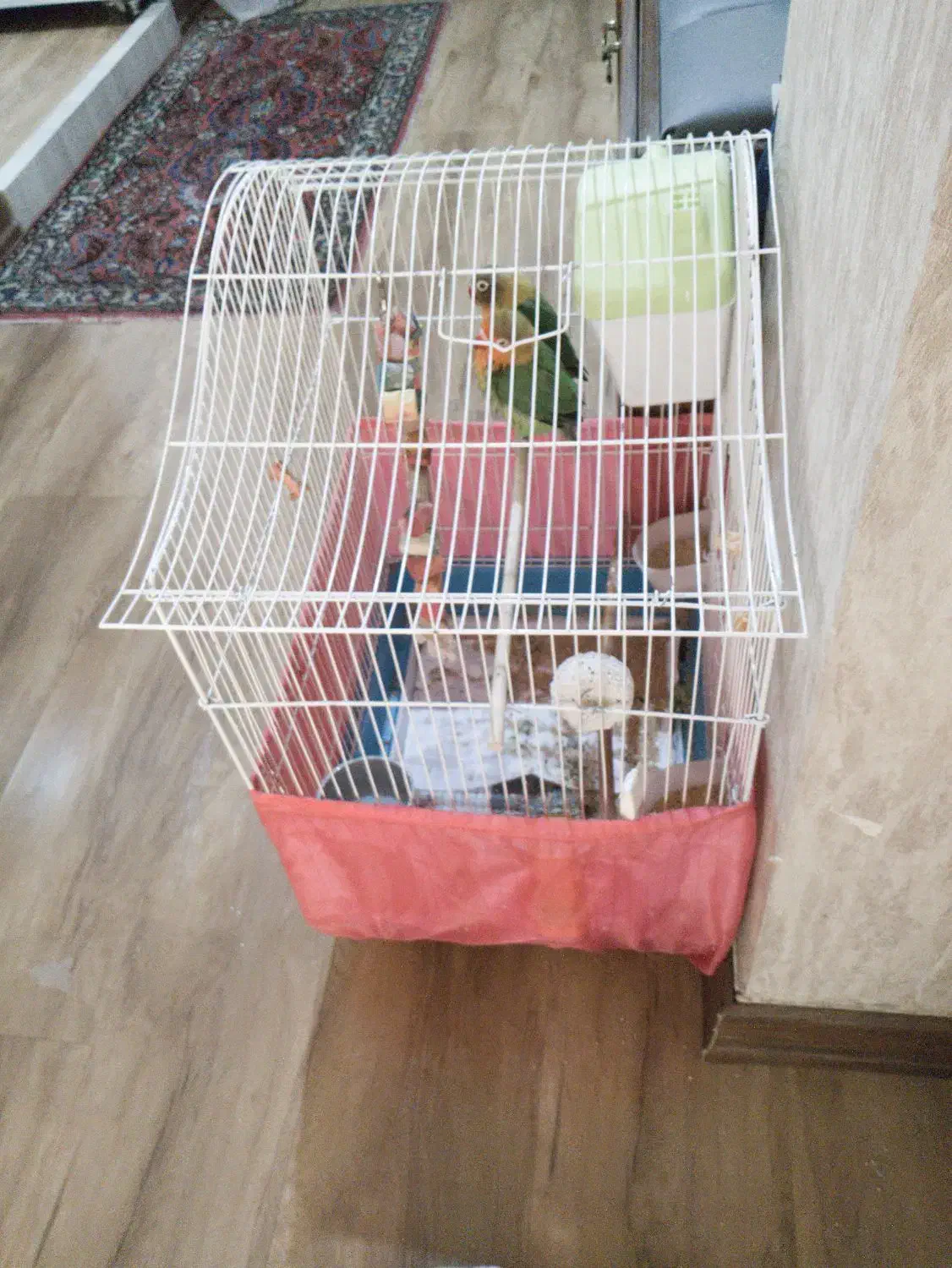 جفت طوطی برزیلی با تمام تجهزات|پرنده|کرج, جهان‌شهر|دیوار